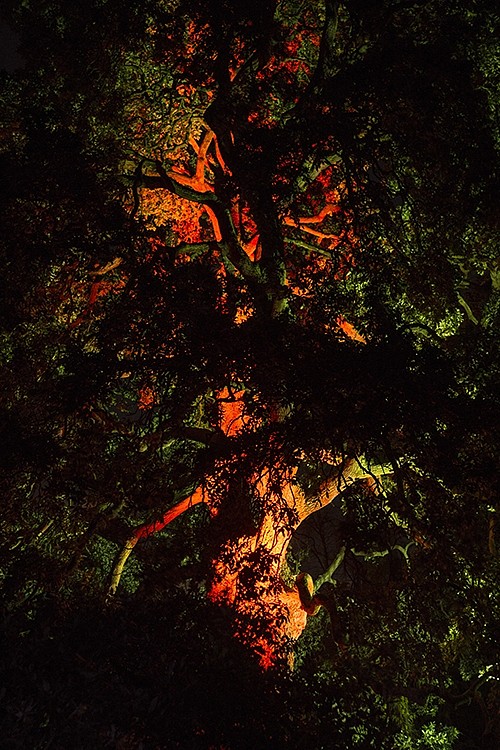 Itamar Freed, Burning Tree
2016, Inkjet print on archival paper