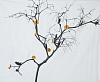 orange tree 2019 photography inkjet pigment print on archival kozo japanese paper