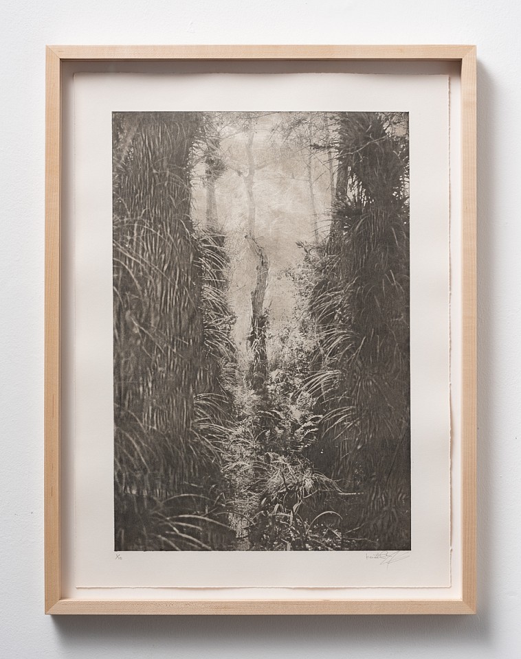 Itamar Freed, Cypress Tree II
2019, Etching with chine colle on Zerkyl Natural