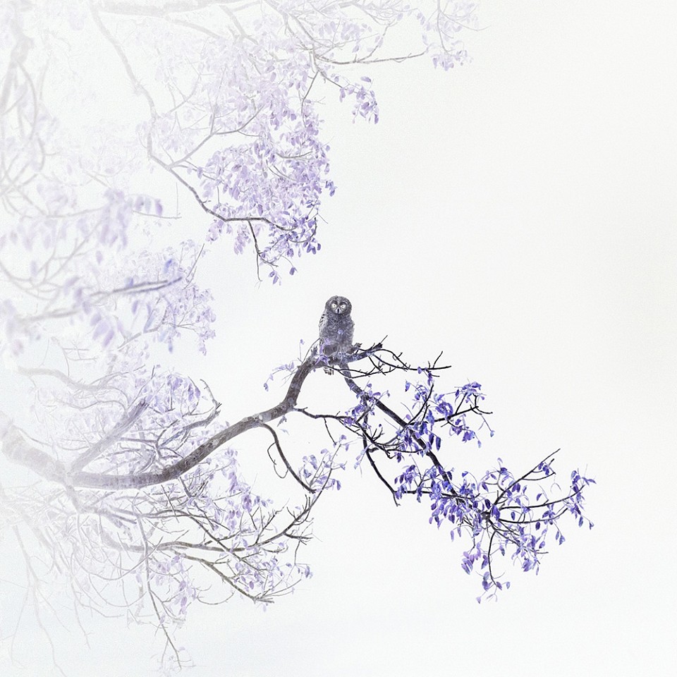 Itamar Freed, Barred Owl
2019, Photography, inkjet pigment print on archival Kozo Japanese paper
