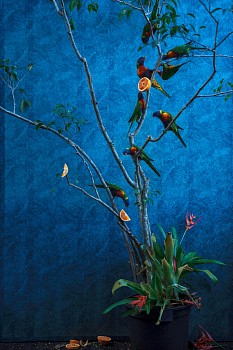 orange tree and rainbow lorikeets 2020 inkjet print on archival paper 110 x 75 cm.gif
