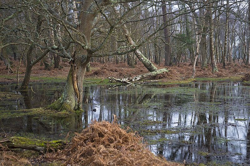 Itamar Freed, The Swamp
2017, Inkjet print on archival paper