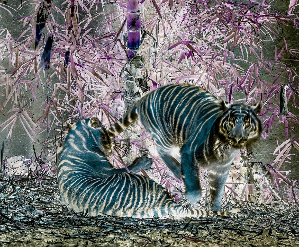 Itamar Freed & Kristina Chan, Blue Tigers
2022, C-type print on archival paper
