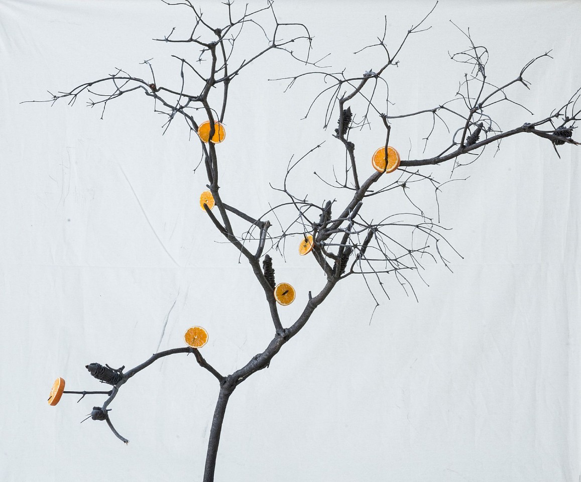 Itamar Freed & Kristina Chan, Orange Tree
2019, Photography, inkjet pigment print on archival Kozo Japanese paper