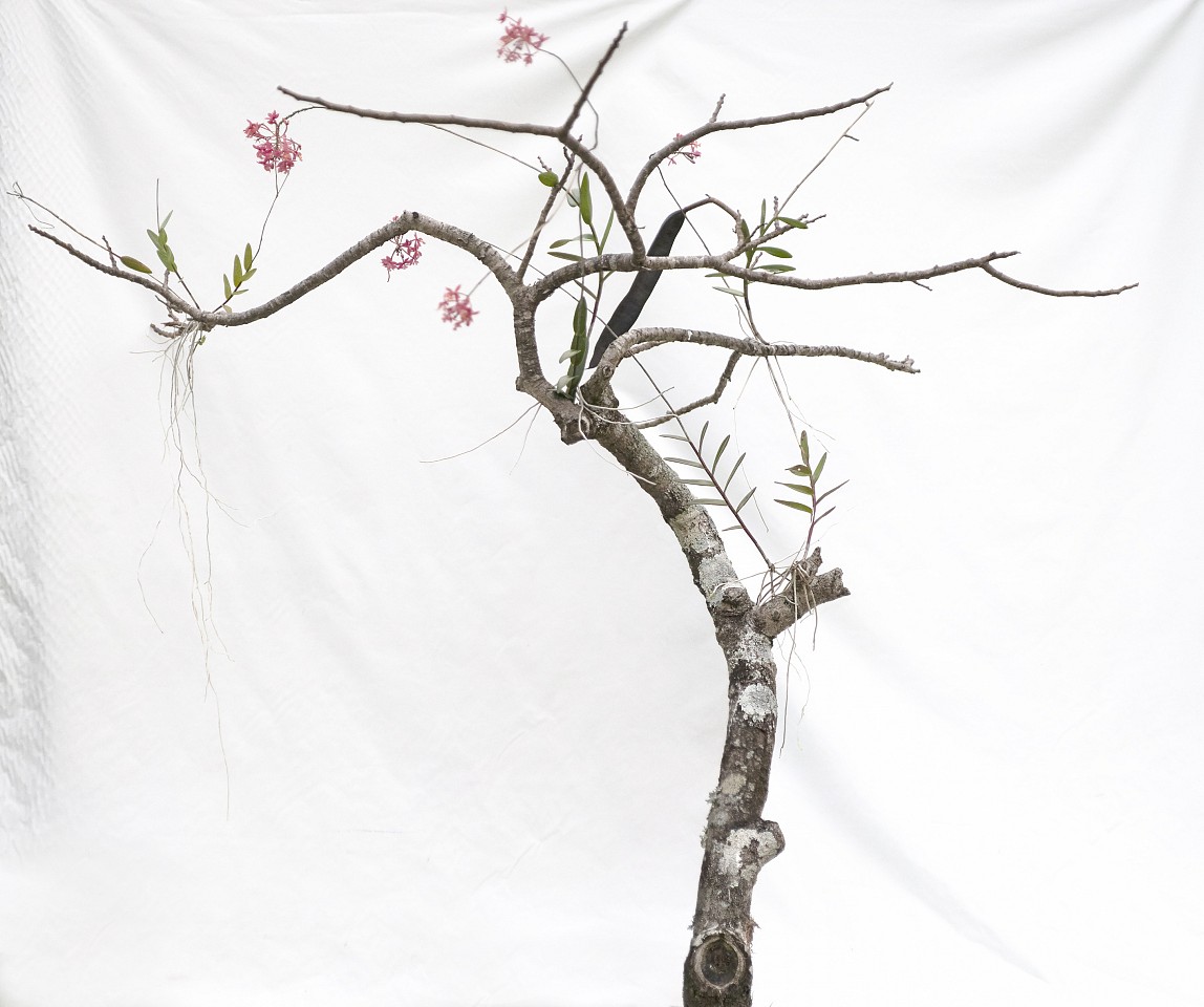 Itamar Freed, A New Tree
2023, Photography, inkjet pigment print on archival Kozo Japanese paper