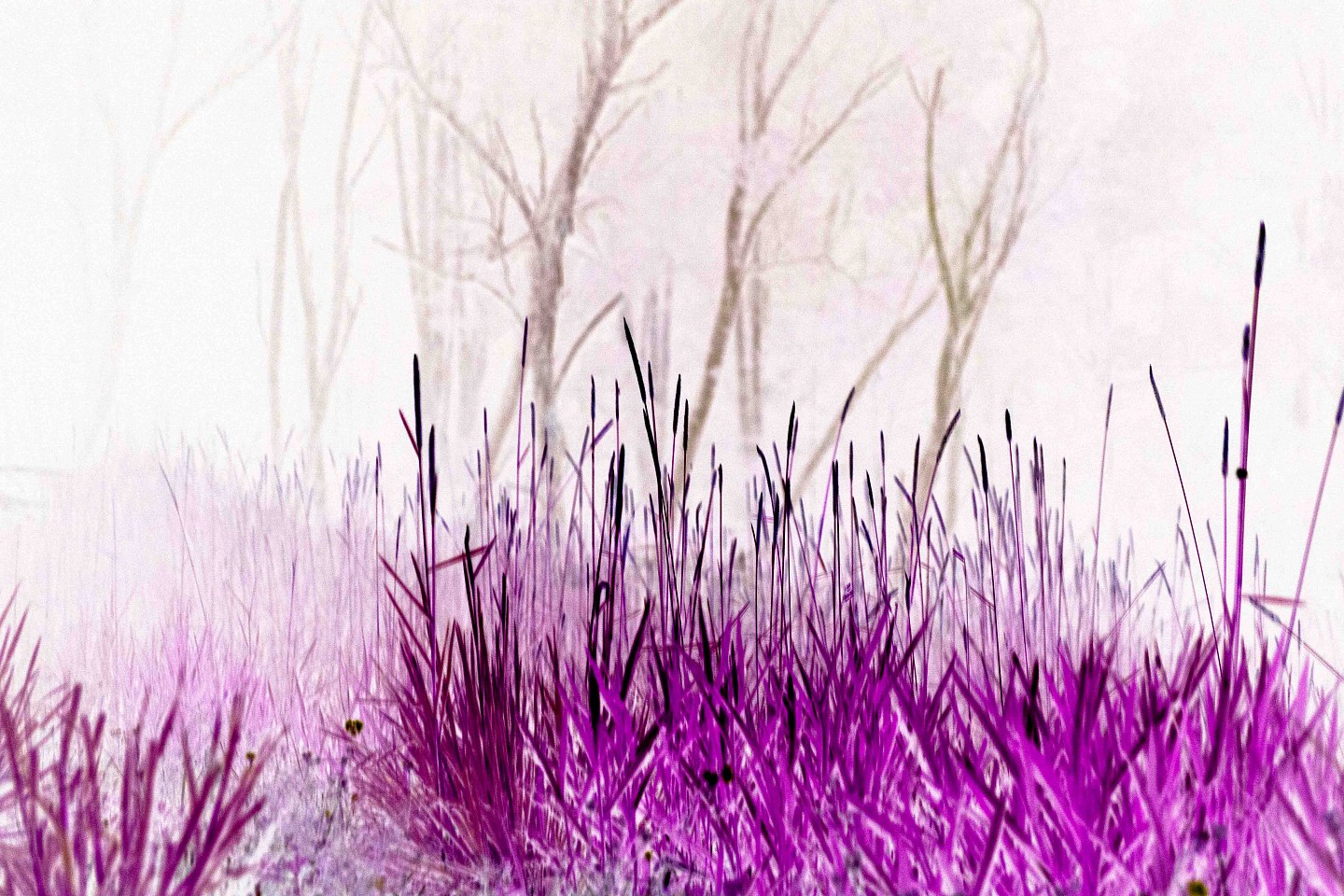 Itamar Freed, Purple Grass
2024, Pigment print on archival Japanese paper
