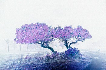Two Trees, 2024